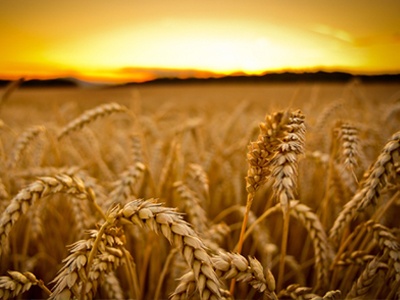 categorypodagriculture